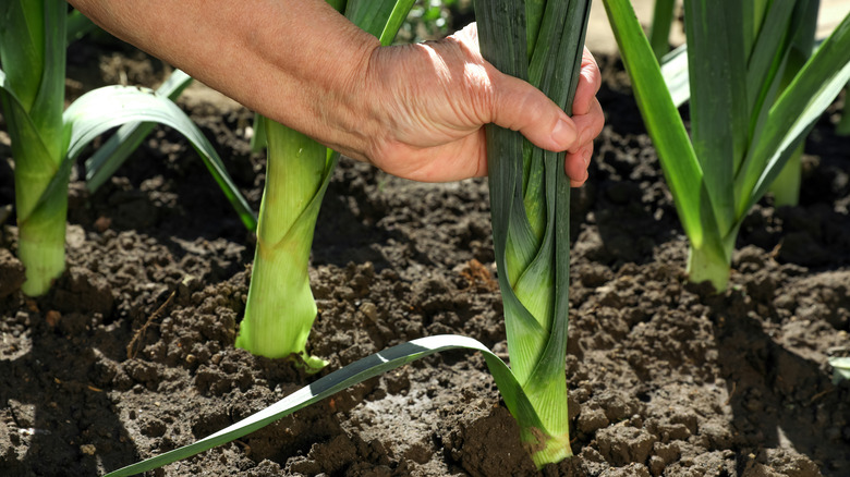A man's hand pulls a leek from the ground.