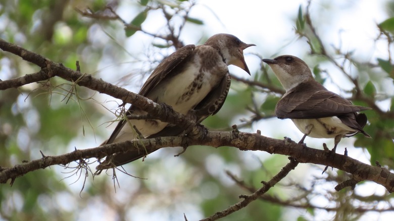 swallow sitting on tree