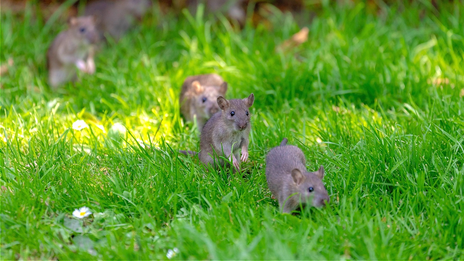 Garden mouse deals