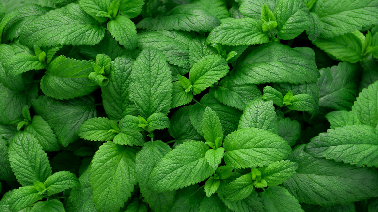 Mint plant leaves close up