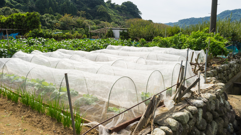 A large vegetable garden with crop covers to protect plants from pests