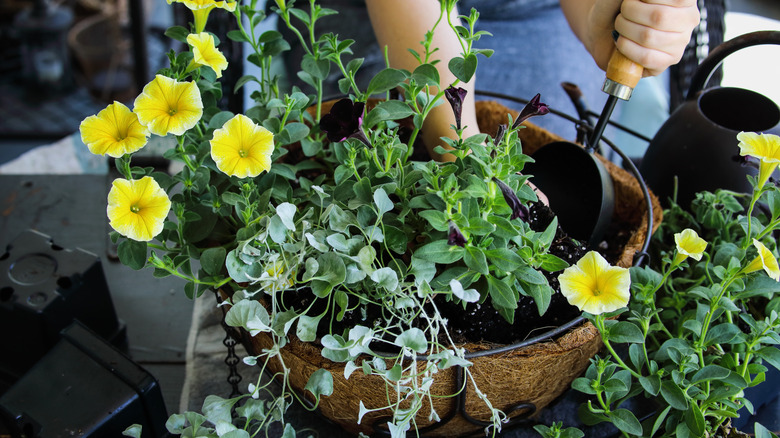 A gardener plants new yellow flowering and herbaceous plants into a hanging basket.