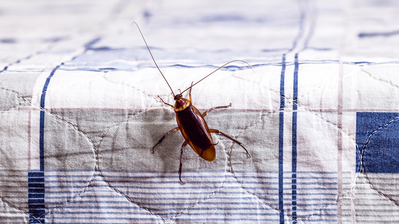 Cockroach crawling on tablecloth