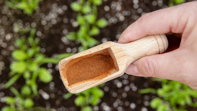A close up of someone's hands holding a wooden spoon with cinnamon in it with plants in the background.