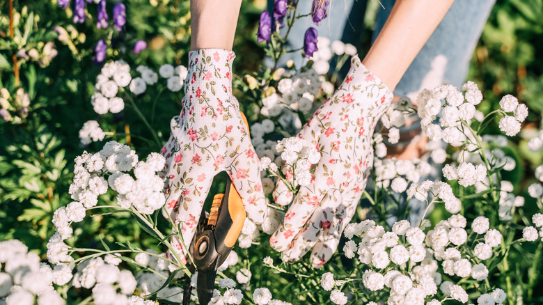 Gloved hands working in garden with white flowers