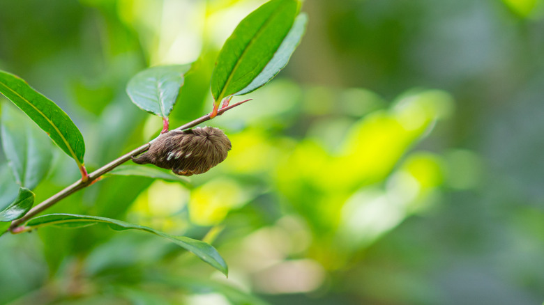 Asp caterpillar hanging on a tree branch