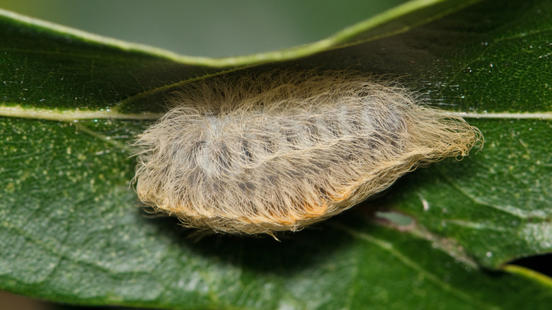 Southern flannel moth caterpillar on green leaf