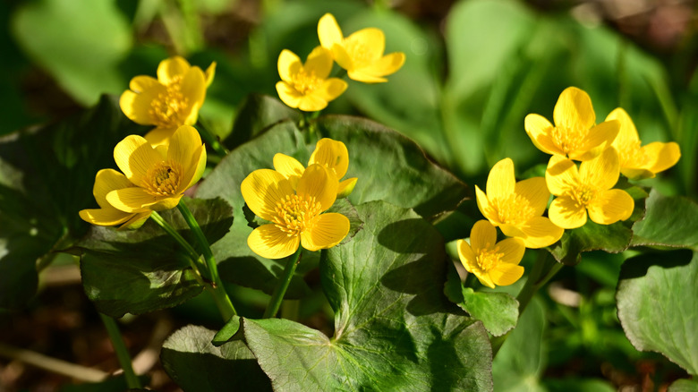 Bright yellow marsh marigolds with green leaves