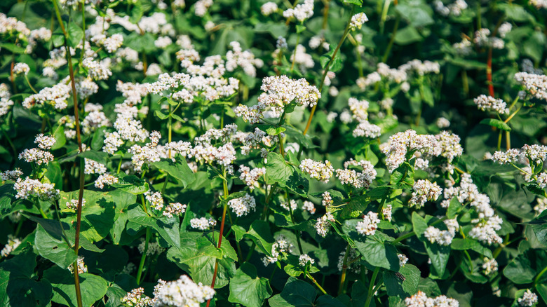 Flowering buckwheat plants