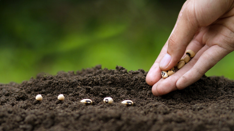 Close-up of a hand planting seeds in soil