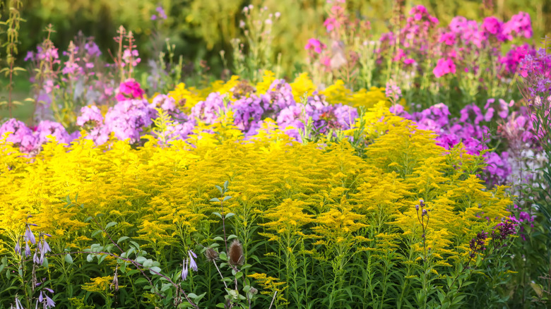 goldenrod in landscape with other autumn flowers