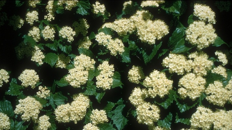 A close-up of a limerock arrowwood shrub in full bloom