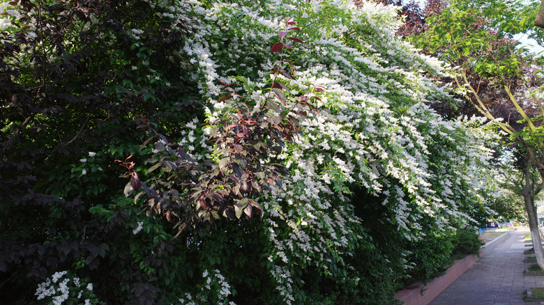 A towering shrub of Chinese privet growing along a sidewalk