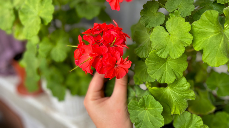 Hand examining a red geranium