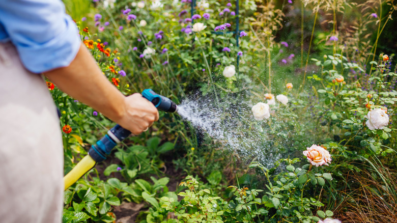 Woman watering white roses in garden