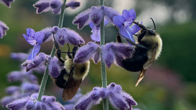 bumblebees pollinating russian sage flowers
