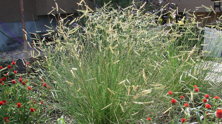Blue grama grass growing in a garden.