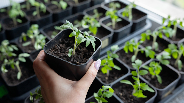 Seedlings started indoors in small square plastic containers
