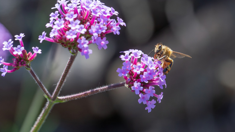 Verbena bonariensis in bloom with a bee on the flowers