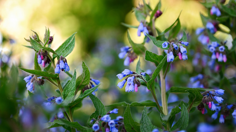 Blue blooms of a comfrey plant