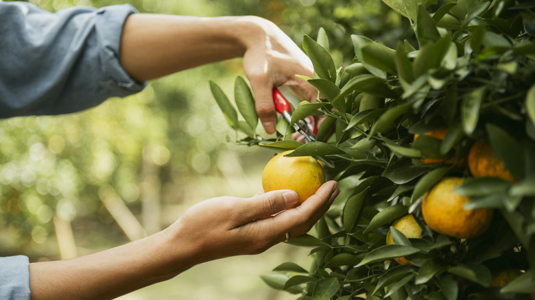 The arms of a gardener picking an orange off a tree