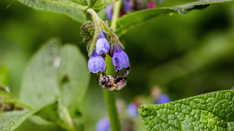A bumblebee sits underneath a purple comfrey bloom