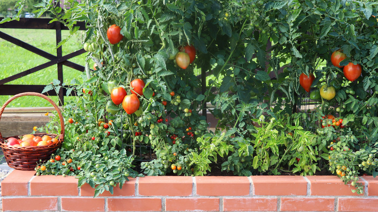 Healthy tomato plants growing in a raised garden