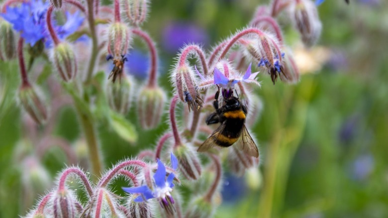 A large bumblebee gathering nectar from a borage flower