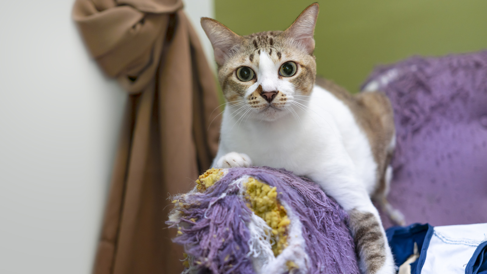 The Pool Noodle DIY That Can Help Prevent Your Cat From Shredding Your