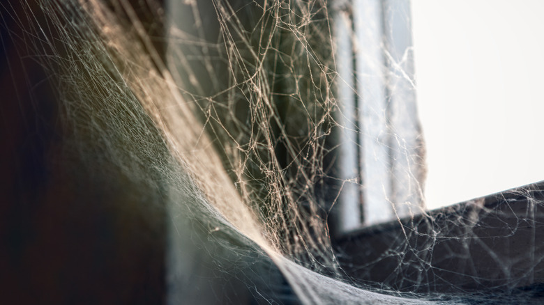 Large cobweb near window