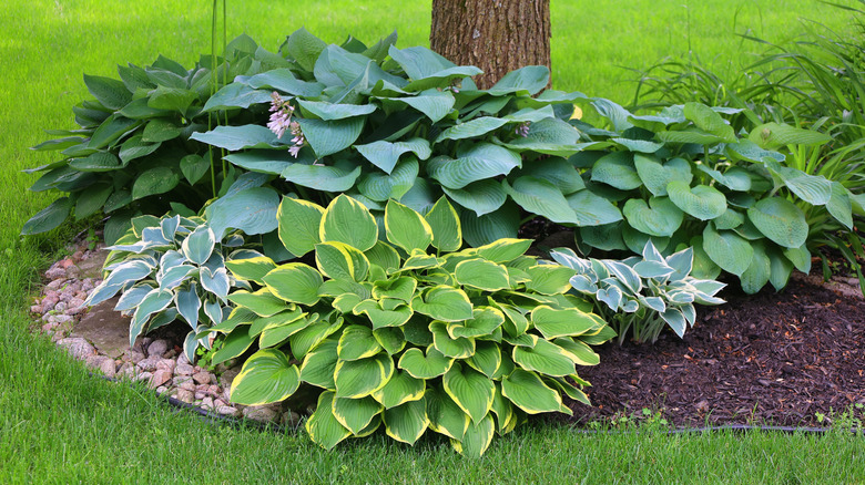 hosta varieties around a tree