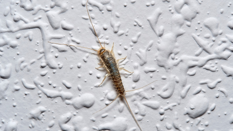 A silverfish crawling on a textured wall.