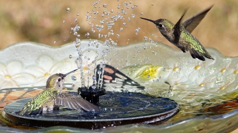 A small solar bird bath fountain has attracted humming birds