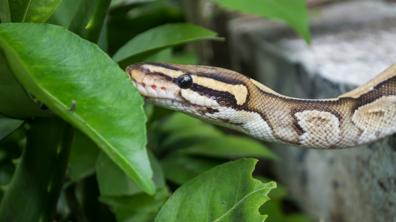 snake in garden