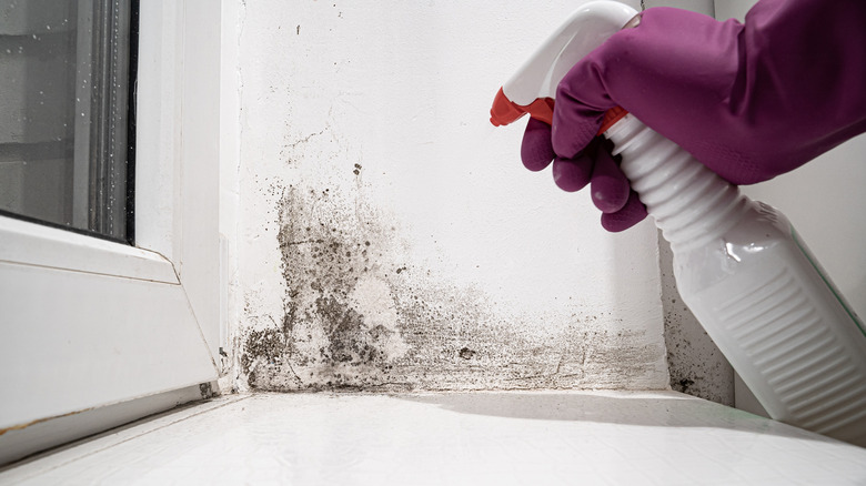 Person removing mold