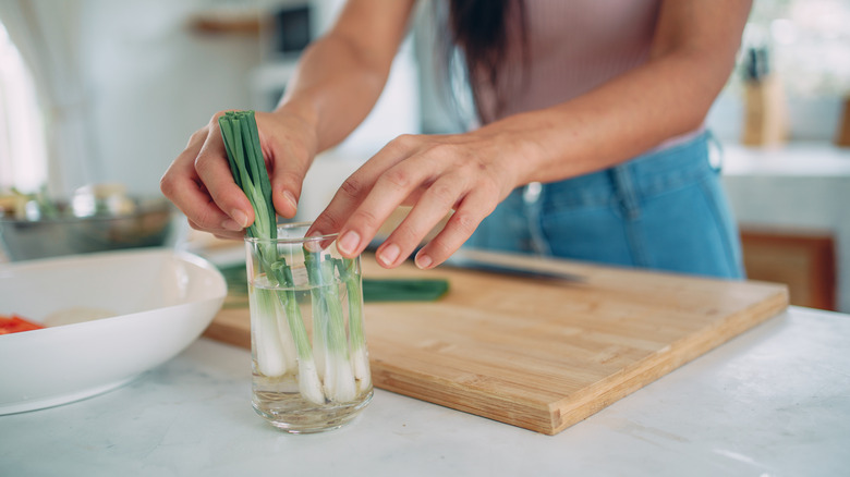 person growing scallions from kitchen scraps indoors
