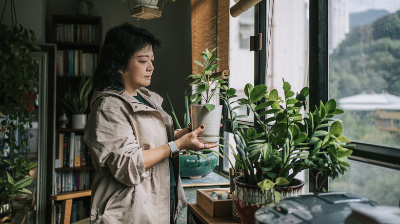 person taking care of multiple plants indoors