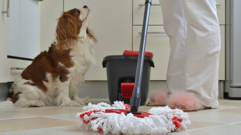 A King Charles spaniel looks up at their owner who is using a mop on floor.
