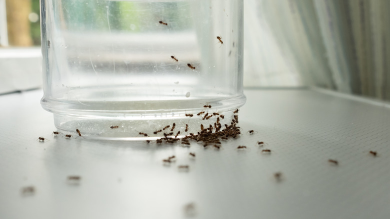 ants climbing on cup