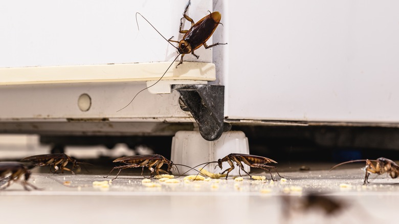 Cockroaches in home