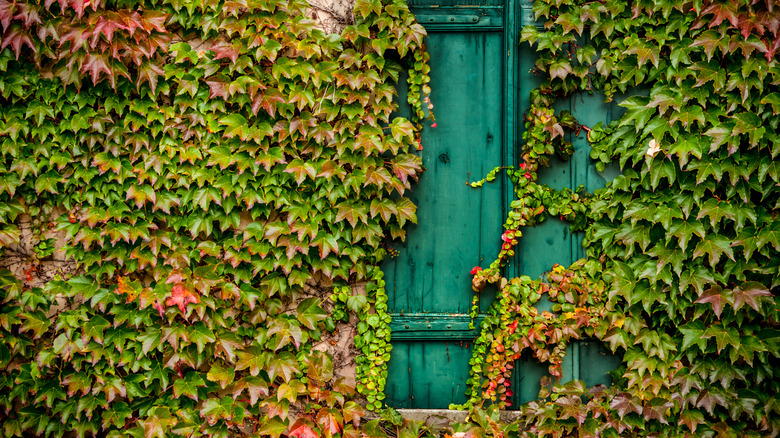 English Ivy growing across a window shutter