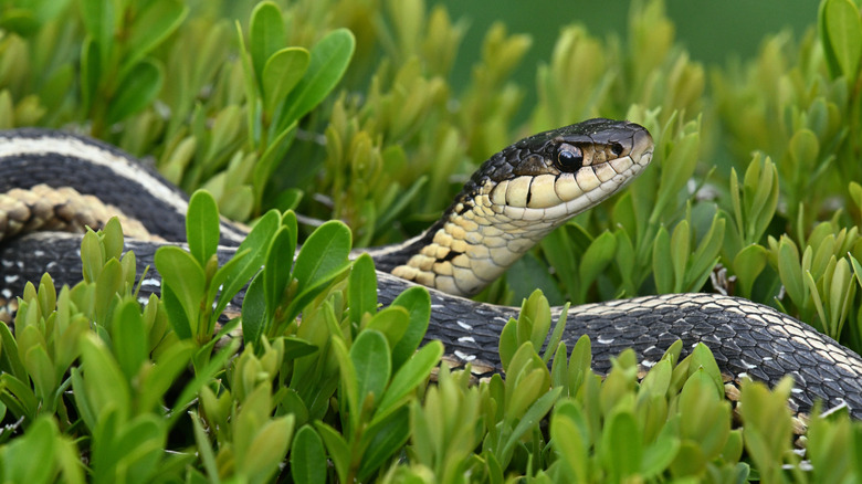 Garter snake on top of a hedge in a public garden