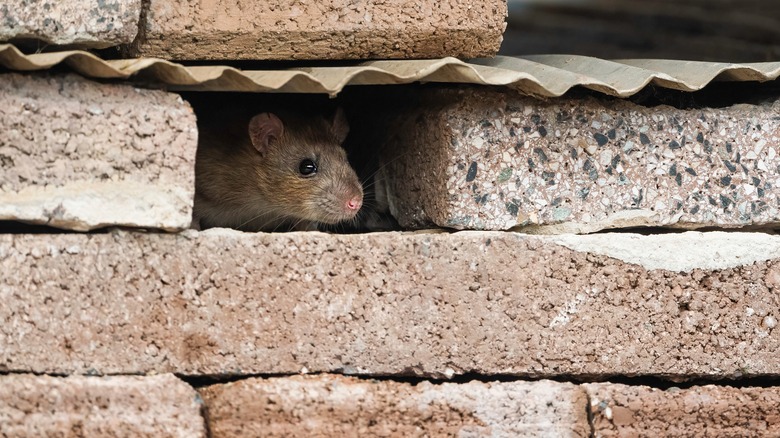 Rat in cement block wall