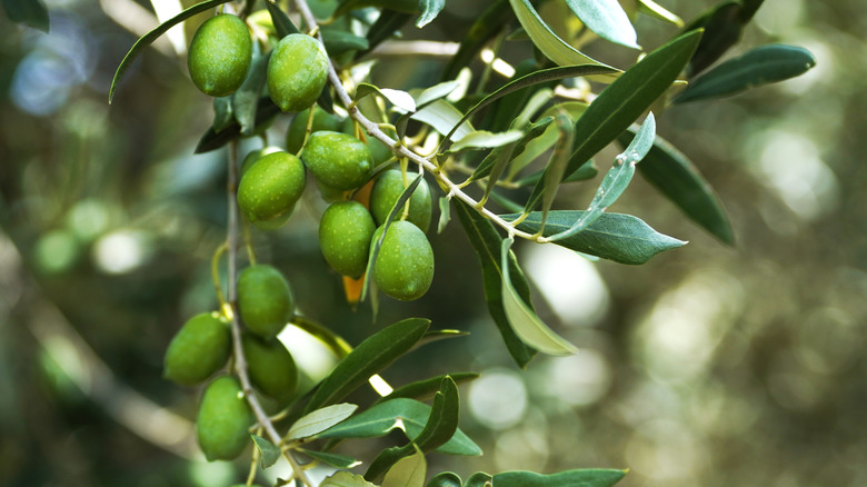A closeup of unripe olives on a branch.