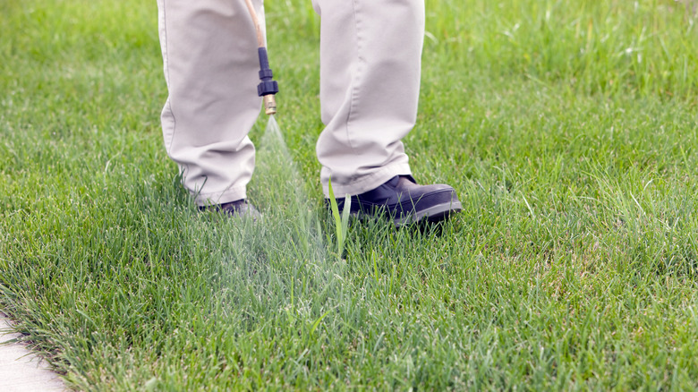 A person spraying crabgrass in the lawn with a weed killer