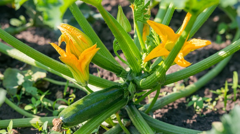 zucchini plant with flowers