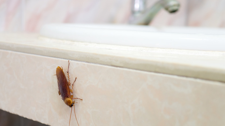 A cockroach climbs a sink