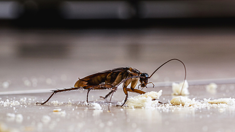 cockroach on the floor eating crumbs