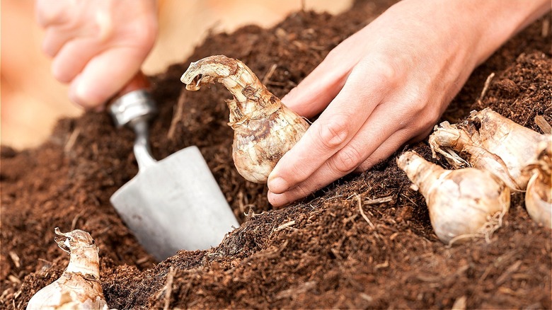 Planting daffodil bulbs