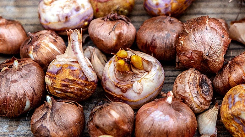 Daffodil bulbs and roots